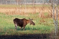 061_Biebrza - kwiecien 2012